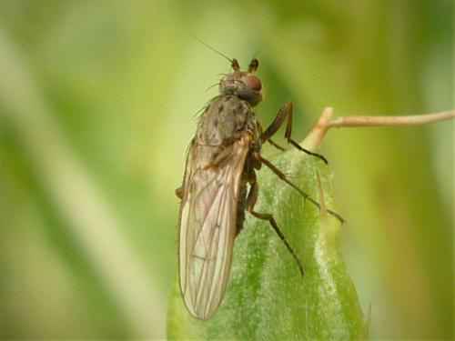 Réf. 276 180 : Oecothea fenestralis